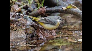 Grey Wagtail at Lackford Lakes