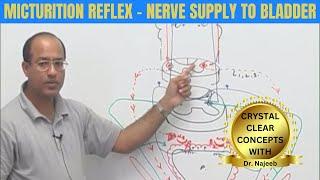 Micturition Reflex | Nerve Supply to Bladder | Micturition Cycle ‍️