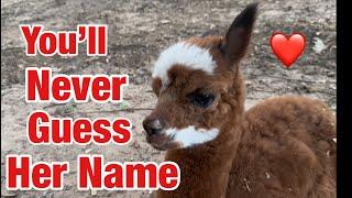 We Named The New Baby Alpaca U….