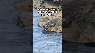 Breaking seal news! #seal