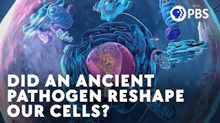 Did An Ancient Pathogen Reshape Our Cells?