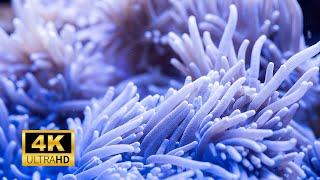 Sea Anemone 4k Ultra Hd Under Water Realxing | Sea 4k