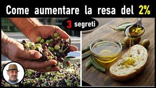 COME AUMENTARE LA RESA DELL'OLIO (aumentar el rendimiento de aceite, increase oil yield)