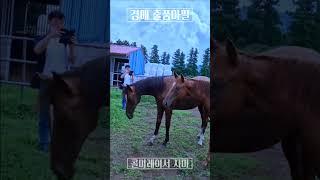 콜미레이서 자마  #김호경마 #김호조교