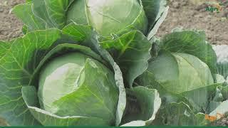 Cabbage Production Guide 1 Ha