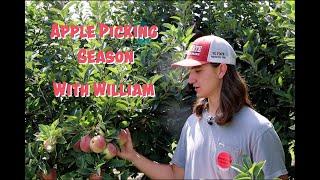 Apple Picking Season with William