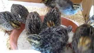 Quail Chicks 9 Days Old