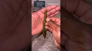 How to rig a weedless senko/ stickbait. #shorts #fishing #thecsickfisherman