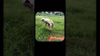 Pehle aali baat na rahi‍️#haryanvi#ragni#haryana#haryanviragni#ytshorts#viralshort#shorts#desi