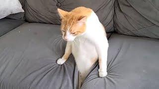 Funny Cats Compilation (Most Popular) Part 3