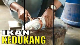 Ikan KEDUKANG, Bahan Pembuat Jambal Roti | RAGAM INDONESIA (29/12/20)