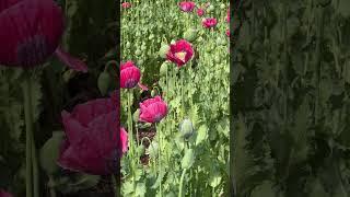 A very busy bee morning on the farm. Giant Poppies are filled with bees