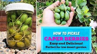 GROW Caper Bush and PICKLE your own caper buds / caper berries