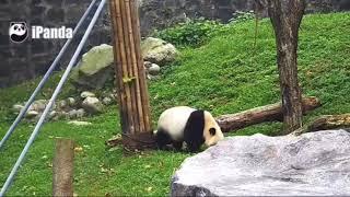 19.8.28美国圣地亚哥动物园（San Diego Zoo归来的小礼物先生终于展出了！panda  xiaoliwu lives shuangnan park,the park is open .