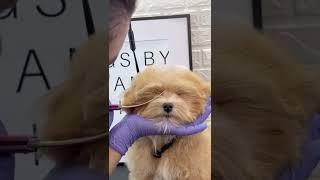 PUPPY FIRST BATH AND HAIRCUT #doggroomingforbeginners #puppy #doggroomingtips