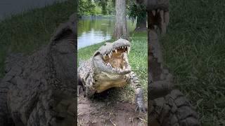 Lulu the Nile Crocodile‼️ #gatorland #nilecrocodile #crocodile