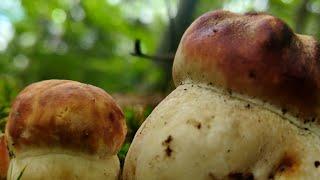 10.05.25. Білі Гриби. Віддалені праліси диких Карпат.