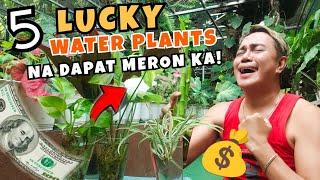 5 LUCKY WATER PLANTS THAT YOU SHOULD HAVE IN YOUR HOME | FOR GOOD LUCK & WEALTH