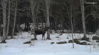 Moose eating     ( Sweden )