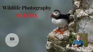 Wildlife Photography Puffins