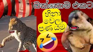 Animal athal katha | Sattu athal |Sinhala sattu Athal|Sinala Meme Athal|political jokes in Sri Lanka