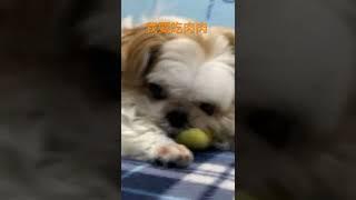 西施犬叮叮想要吃肉肉Shih Tzu ding ding  wants to eat meat