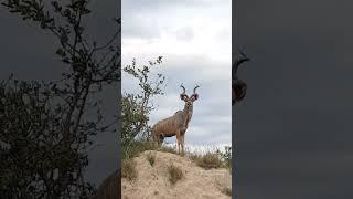 majestic kudu #shorts #travel #nature #photography