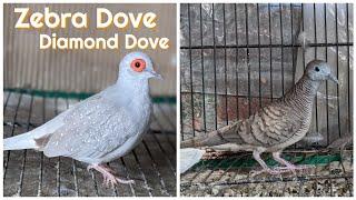 Zebra Dove X Diamond Dove Hybridization Project ( New ) Update Part 2