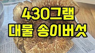 머라꼬 송이버섯 한개가 430그램이라고?.대물 송이 출현.