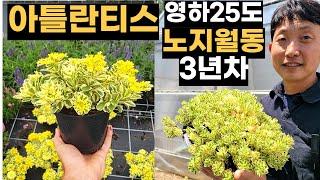 영하-25 노지월동 쌉가능! 아틀란티스 펑펑 터지는 5가지 조건