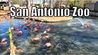 San Antonio Zoo Texas Walking Tour 2022