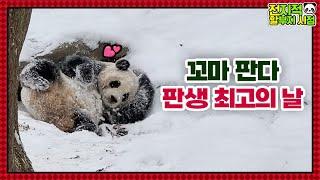 (SUB) Kid Panda Is Happy In Snow At -17℃│Panda Family