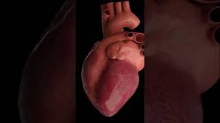 اصوات القلب الطبيعية