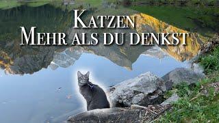 Katzen sind mehr als du denkst