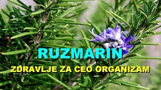 RUZMARIN - ZDRAVLJE Za CEO ORGANIZAM