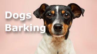 Dogs barking sounds | 1 hour | 