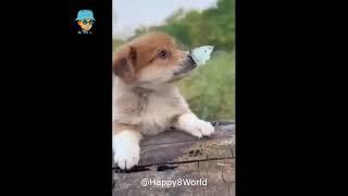 Кумедні тваринки :) Смешные животные :) funny animals #34