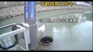 When a Swan rested on the Floating trash collector in China...