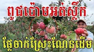 ពូជប៉ោមអត់ស្លឹក ផ្លែណែនដើមល្អណាស់ ស្រួយផ្អែមឆ្ងាញ់ពិតៗ