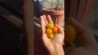 Cherry  tomatoes  yellow #mittigardener #gardenplants #vegetablegarden #shortsviral