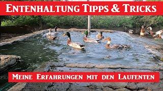 Entenhaltung Tipps und Tricks ! Meine Erfahrungen mit den Laufenten !