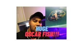 Oscar Fish Tank : Care Guide + Feeding (MOFO FISH)