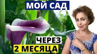 Мой САД спустя 2 месяца