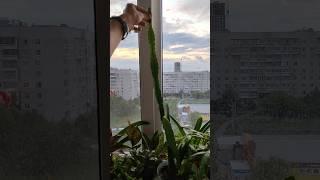 Суккулент эпифиллум активно растет и выдает длинные листья