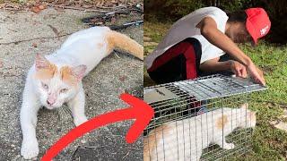 I Neutered A Stray Cat And You Won’t Believe What They Found In His Stomach 