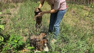 Five puppies were cruelly thrown into a fish pond and cried loudly after being rescued