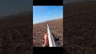 snow geese 2k#snowgoosehunting#bestshot#of#theyar#youtibeshorts#