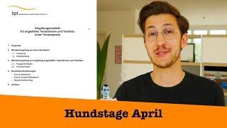 Hundstage April 2019 - Was verdient ein Tierarzt? Hund auf der Kirmes?