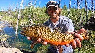 3 Hours of GIANT Tiger Trout, Catch & Cooks, and Camping!!