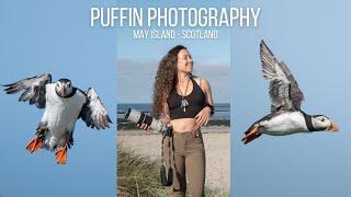 Puffin Photography Isle of May - Scotland